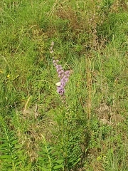 Liatris spicata