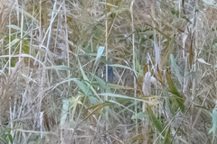 Emberiza