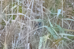 Emberiza