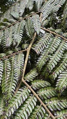Alsophila odonelliana