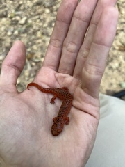 Pseudotriton ruber