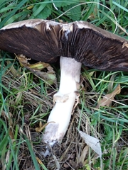 Agaricus sylvaticus