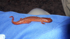 Pseudotriton ruber