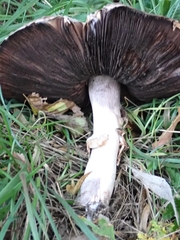 Agaricus sylvaticus