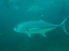 Caranx sexfasciatus