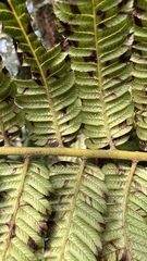 Alsophila odonelliana