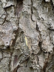Hemerobiiformia
