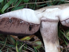 Agaricus sylvaticus
