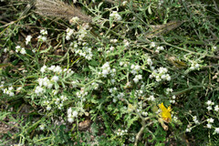 Parthenium bipinnatifidum