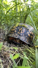 Terrapene carolina