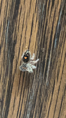 Phidippus audax