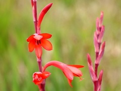 Watsonia stenosiphon