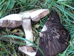 Agaricus sylvaticus