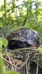 Terrapene carolina