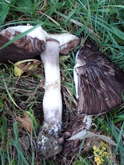 Agaricus sylvaticus