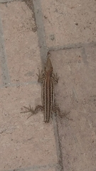 Gallotia galloti