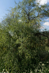 Prosopis laevigata