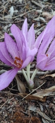 Colchicum lusitanum