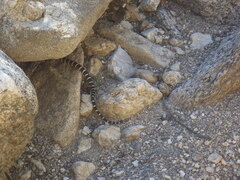 Lampropeltis knoblochi