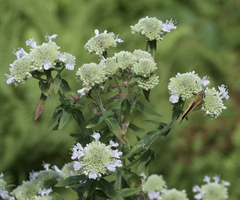 Pycnanthemum verticillatum
