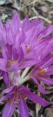 Colchicum lusitanum