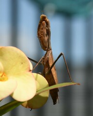 Stagmomantis carolina