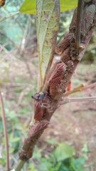 Aetalion reticulatum