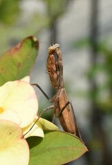 Stagmomantis carolina