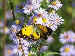 Colias croceus