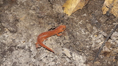 Pseudotriton ruber