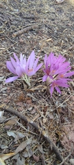 Colchicum lusitanum