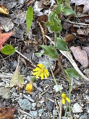 Hieracium lachenalii