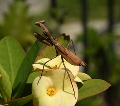 Stagmomantis carolina