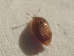 Sericoderus