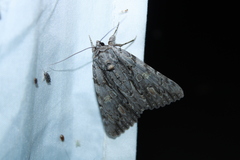 Catocala coccinata