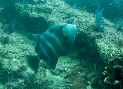 Pseudobalistes naufragium