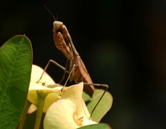 Stagmomantis carolina