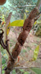 Aetalion reticulatum