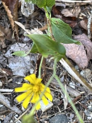 Hieracium lachenalii