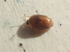 Sericoderus