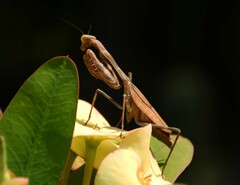 Stagmomantis carolina