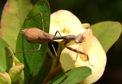Stagmomantis carolina