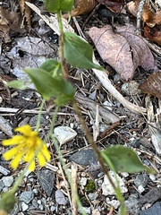 Hieracium lachenalii