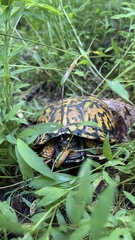 Terrapene carolina
