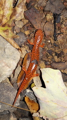 Pseudotriton ruber