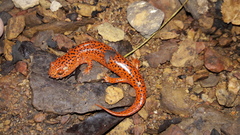 Pseudotriton ruber