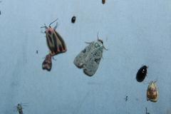 Leuconycta diphteroides