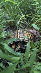 Terrapene carolina