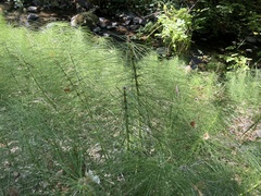 Equisetum telmateia