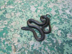 Zamenis longissimus